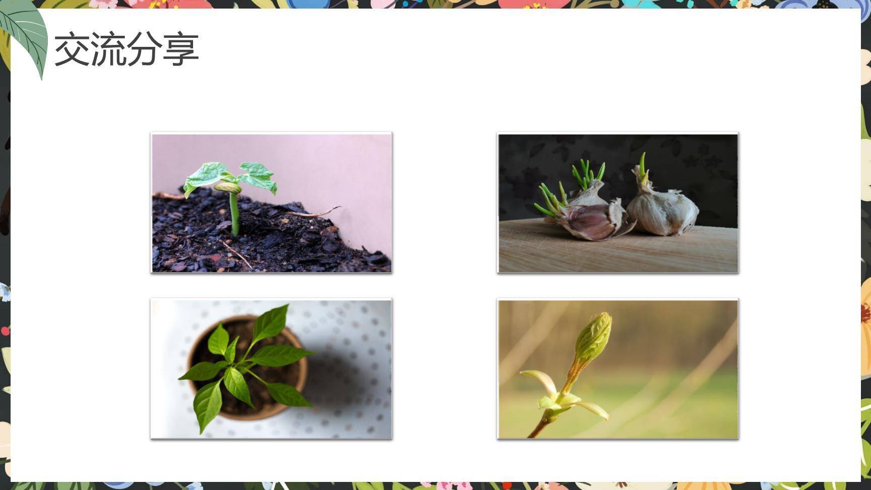 写观察日记PPT课件46