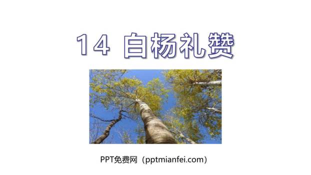 白杨礼赞PPT课件60