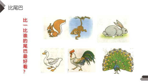比尾巴PPT课件61