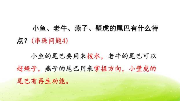 小壁虎借尾巴PPT课件65