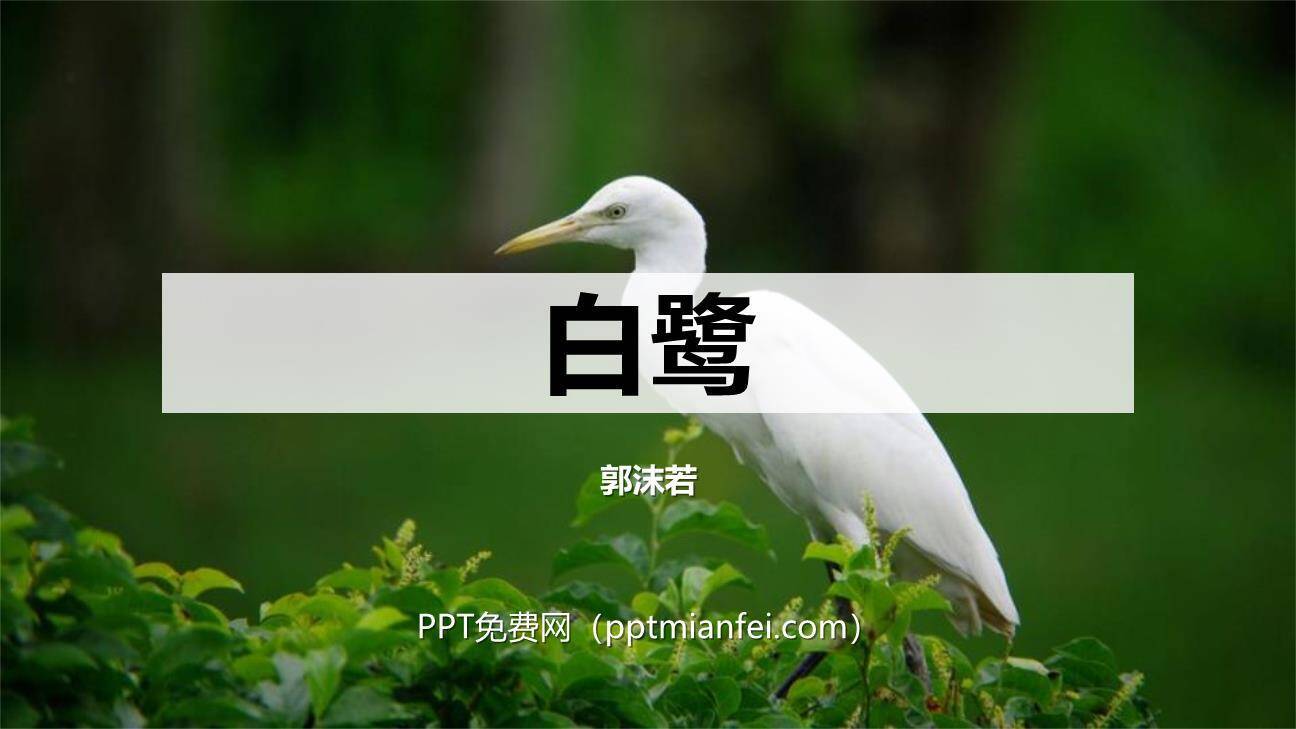 白鹭PPT课件10