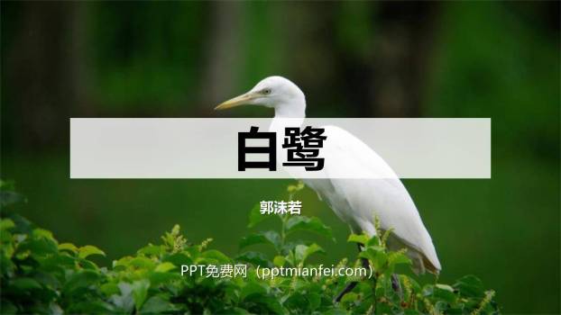 白鹭PPT课件10
