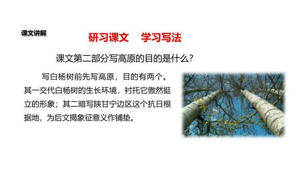 白杨礼赞PPT课件45