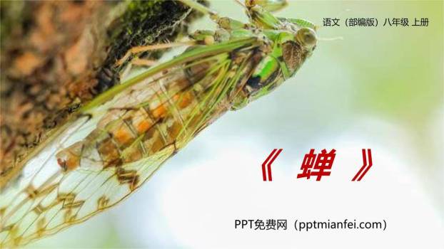 蝉PPT课件60