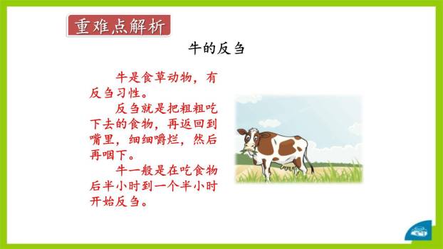 在牛肚子里旅行PPT课件28