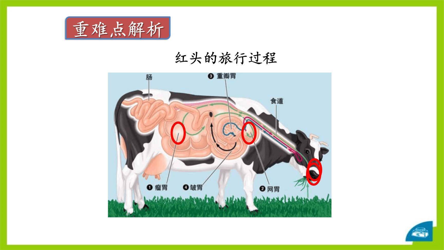 在牛肚子里旅行PPT课件23