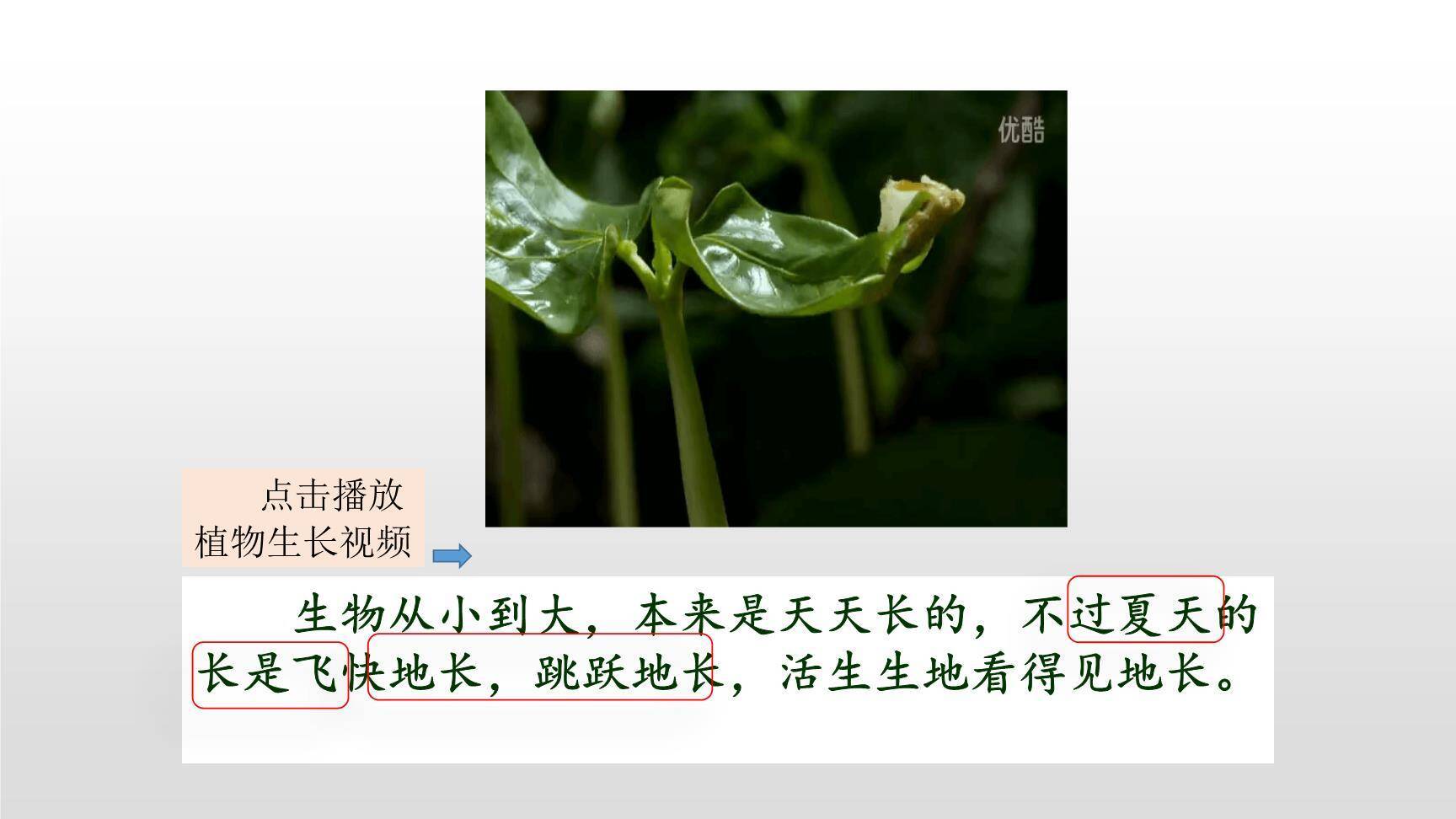 夏天里的成长PPT课件55