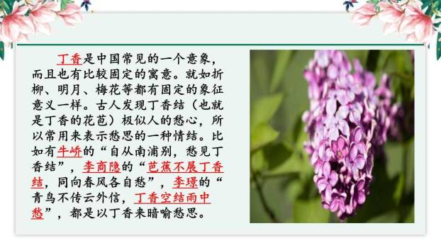 丁香结PPT课件48