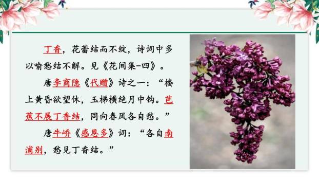 丁香结PPT课件49