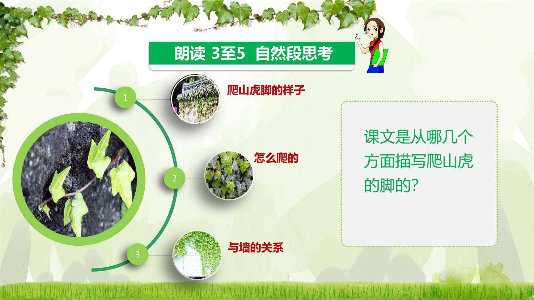 爬山虎的脚PPT课件27