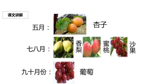 葡萄沟PPT课件63