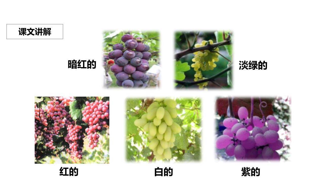 葡萄沟PPT课件66