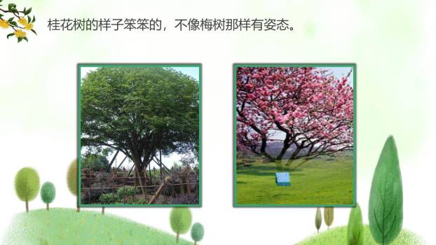 桂花雨PPT课件21