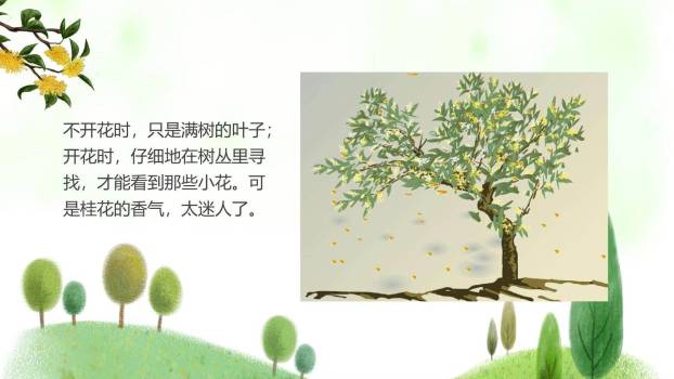 桂花雨PPT课件22