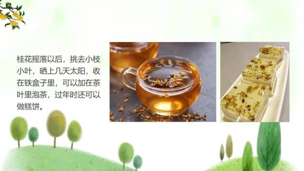 桂花雨PPT课件27