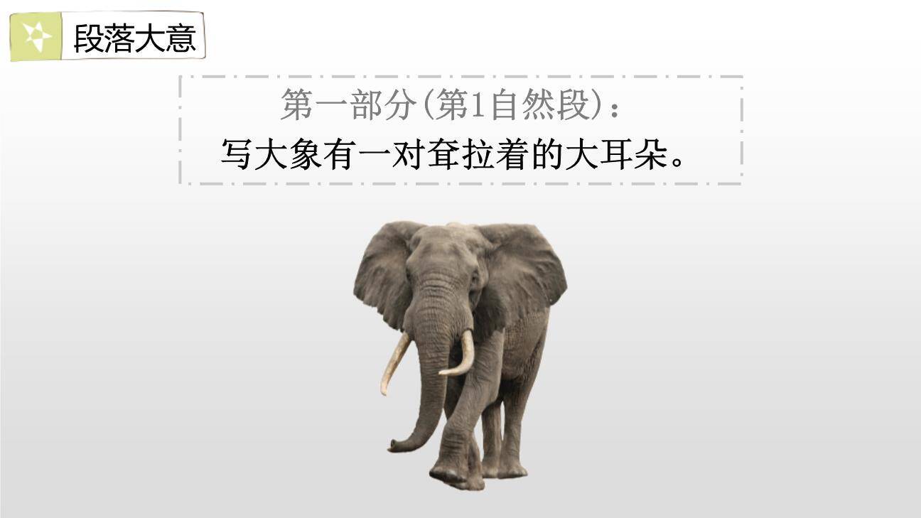 大象的耳朵PPT课件16