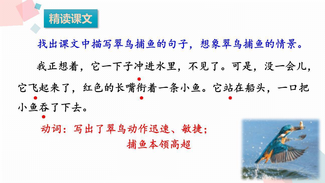 搭船的鸟PPT课件42