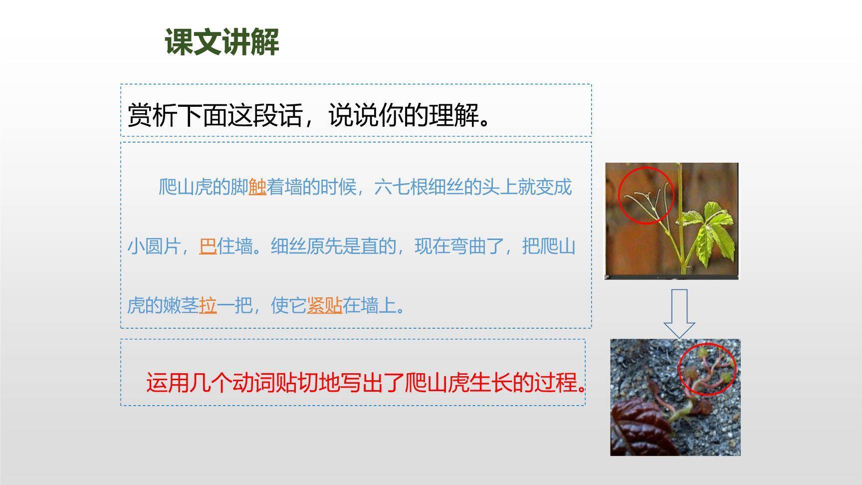 爬山虎的脚PPT课件59