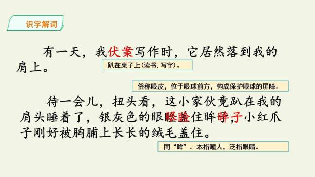 珍珠鸟PPT课件88