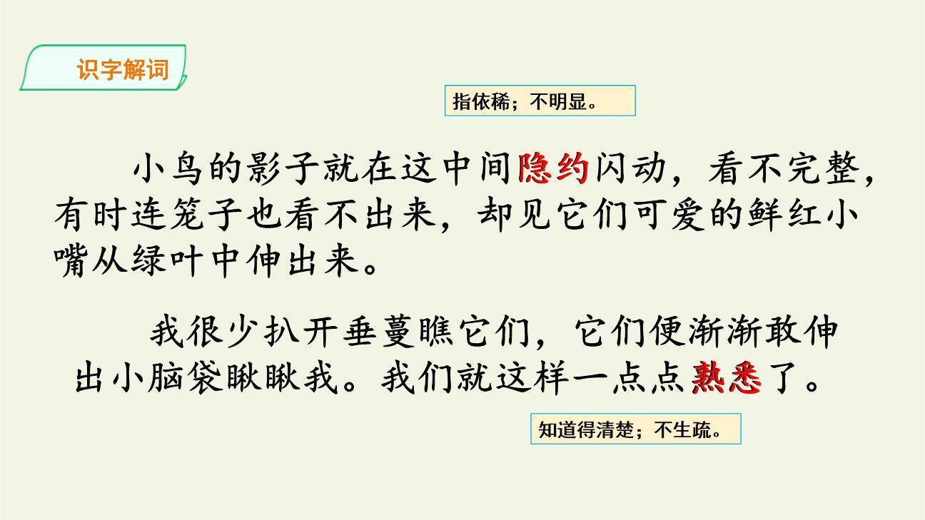 珍珠鸟PPT课件83