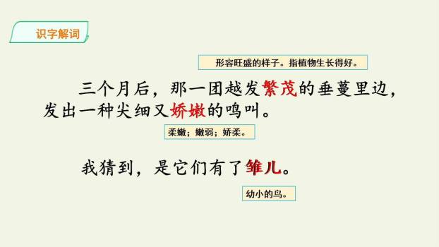 珍珠鸟PPT课件84