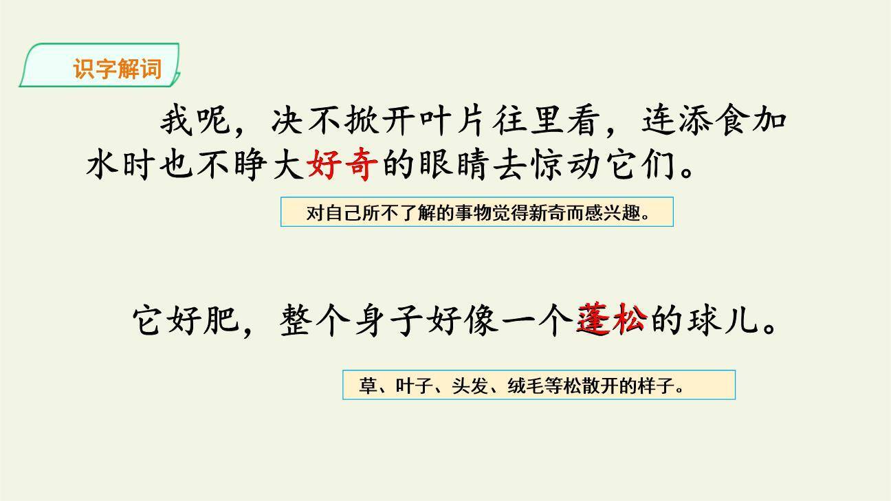 珍珠鸟PPT课件85