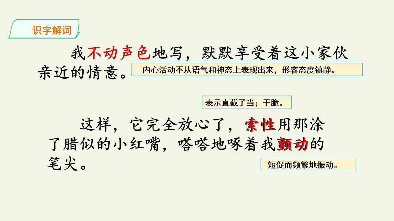 珍珠鸟PPT课件87