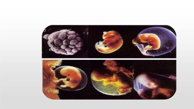 童年的发现PPT课件16