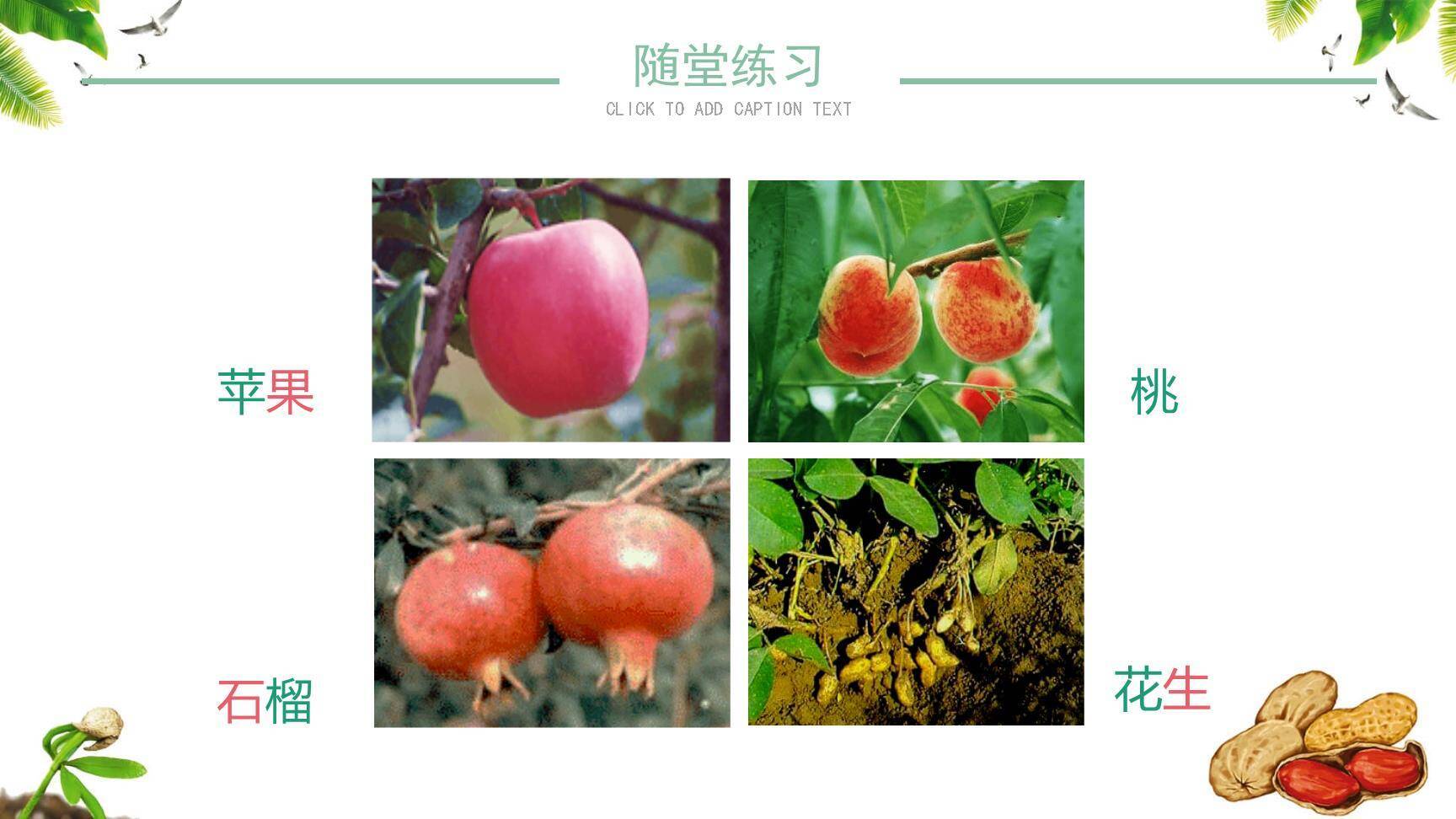 落花生PPT课件19