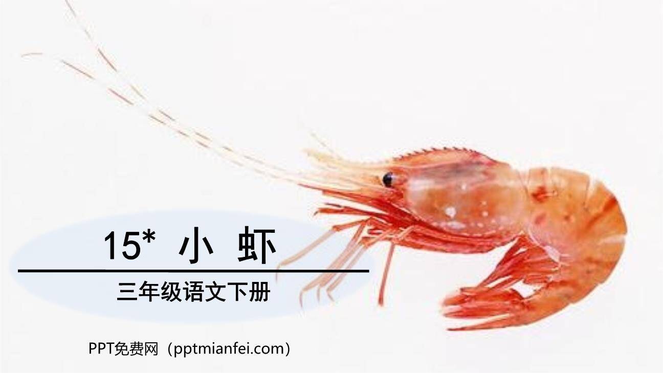小虾PPT课件70
