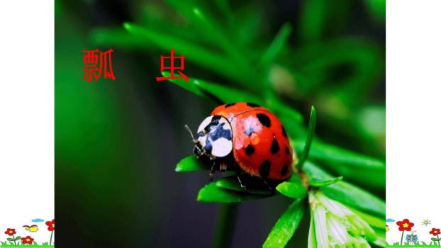 昆虫备忘录PPT课件68