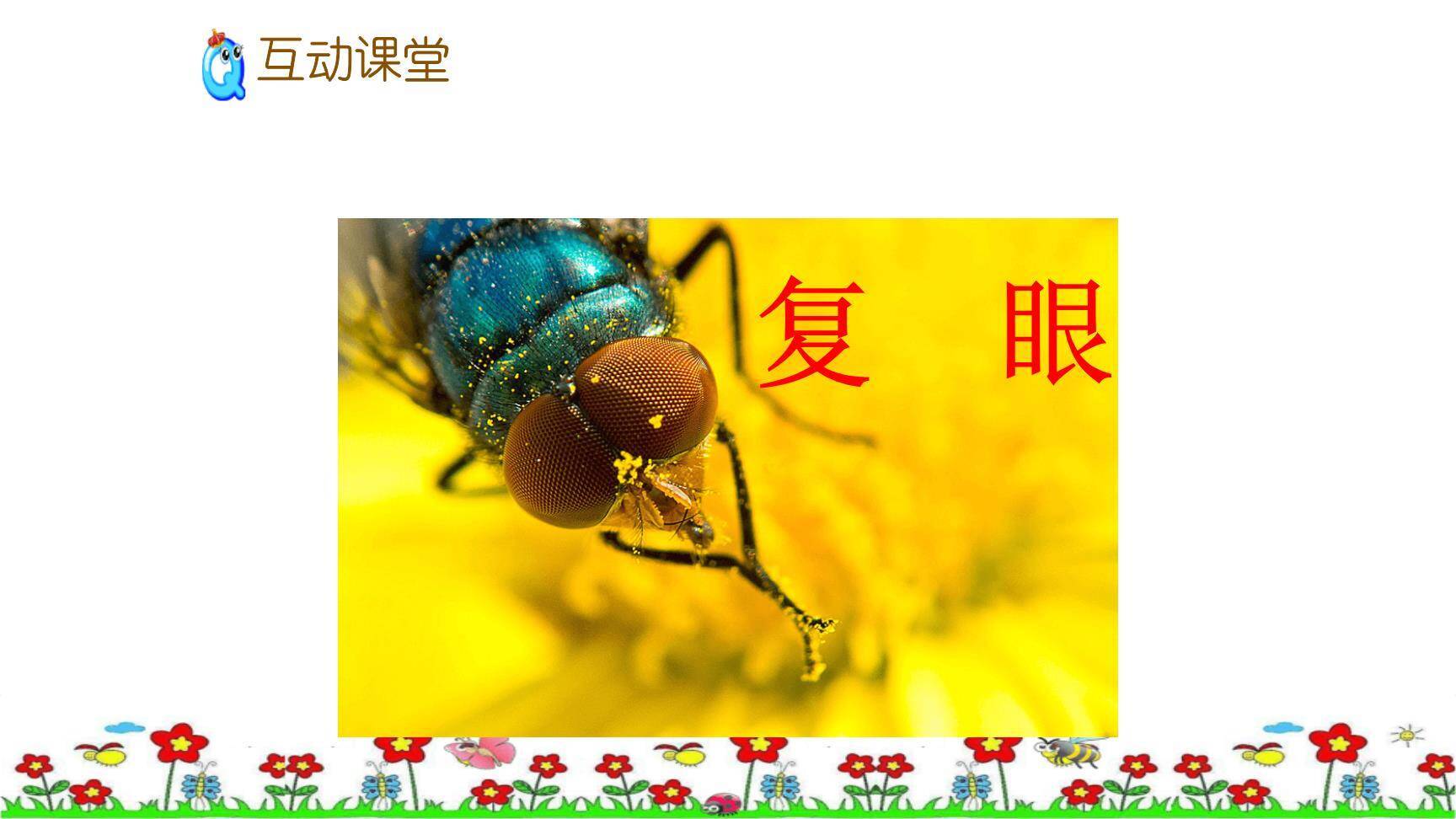 昆虫备忘录PPT课件61