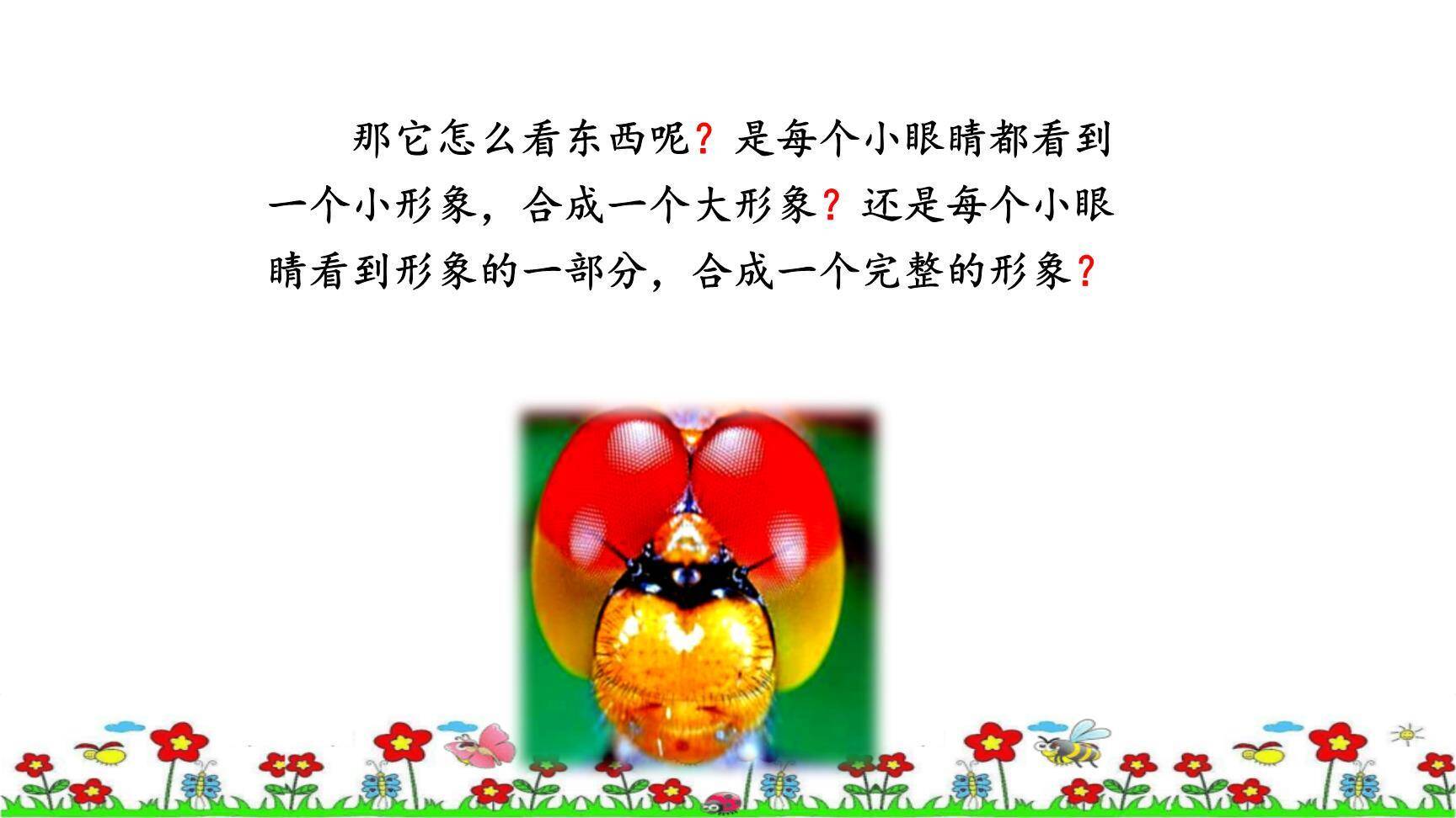 昆虫备忘录PPT课件63