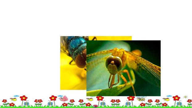 昆虫备忘录PPT课件66