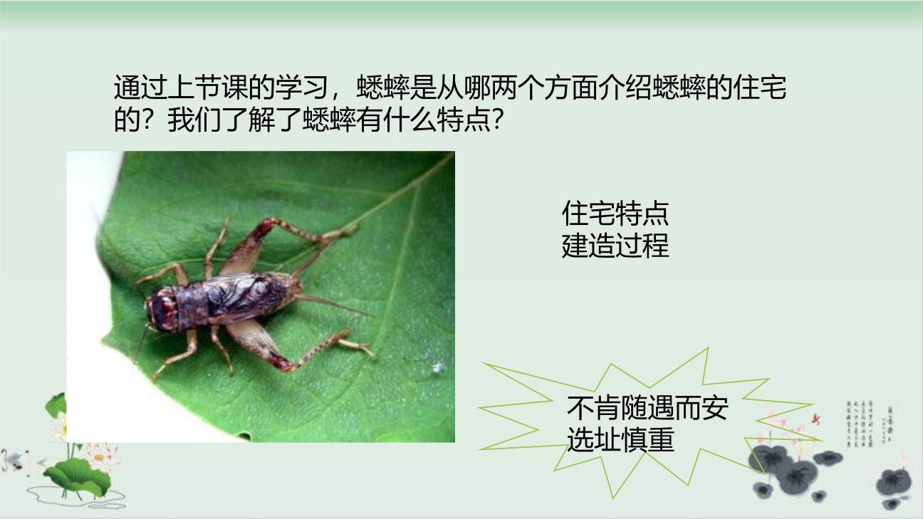 蟋蟀的住宅PPT课件75