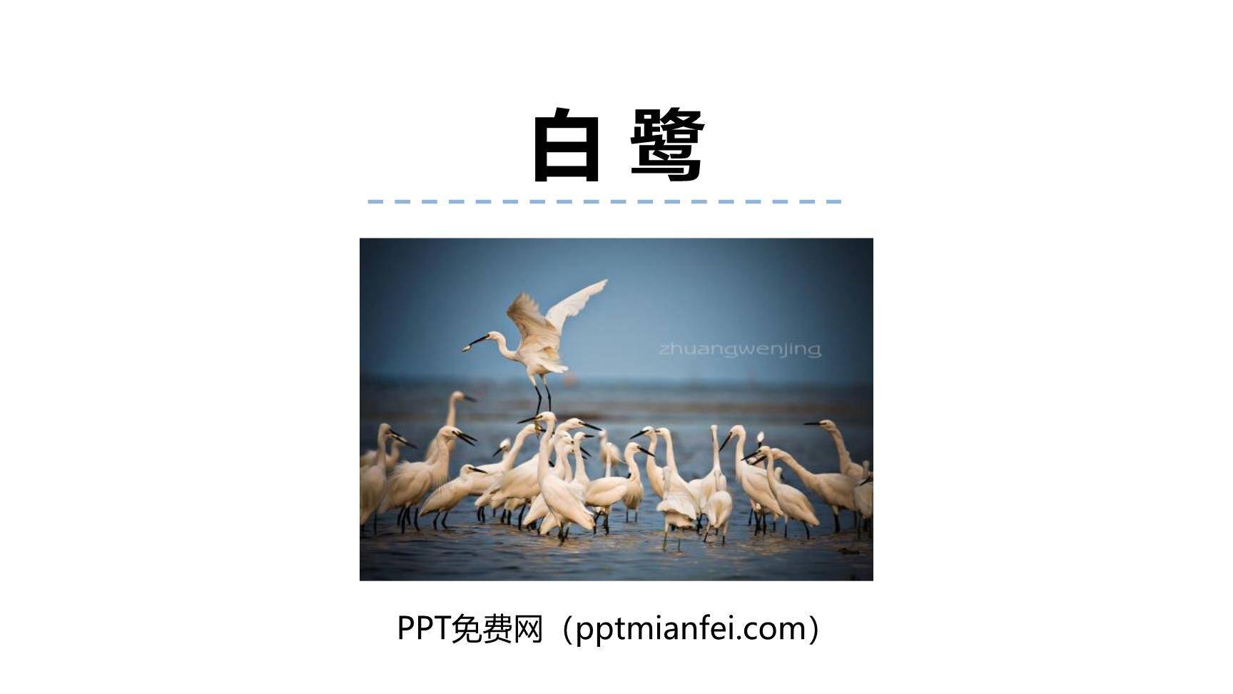 白鹭PPT课件20