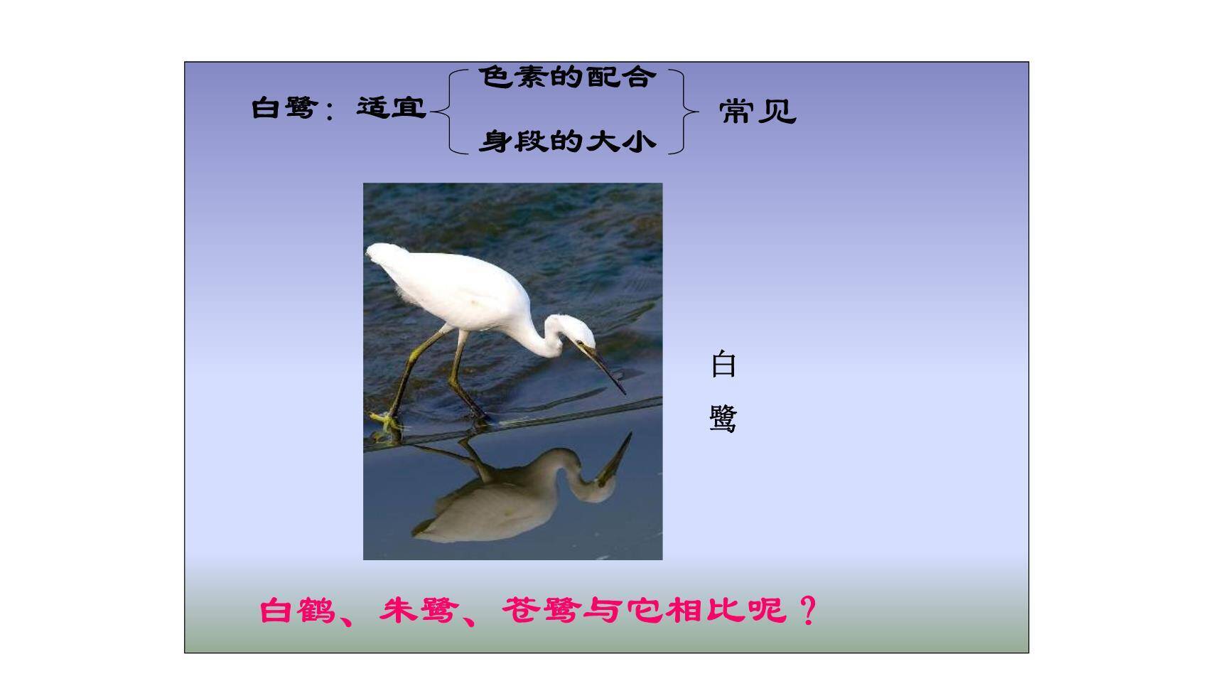 白鹭PPT课件23