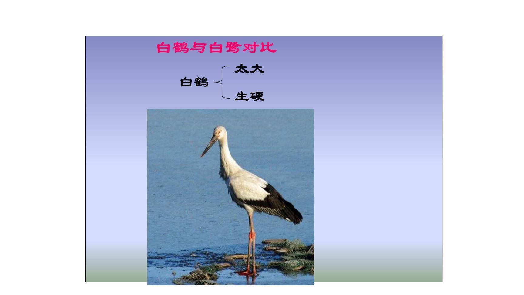 白鹭PPT课件24