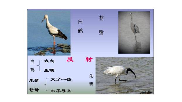 白鹭PPT课件26