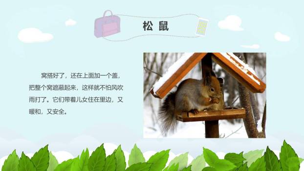 松鼠PPT课件78