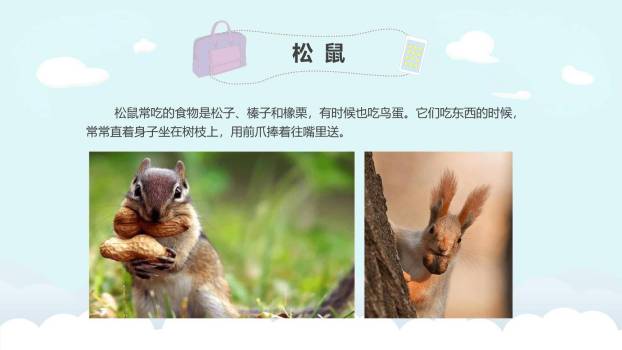 松鼠PPT课件79