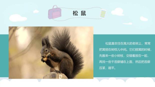 松鼠PPT课件77