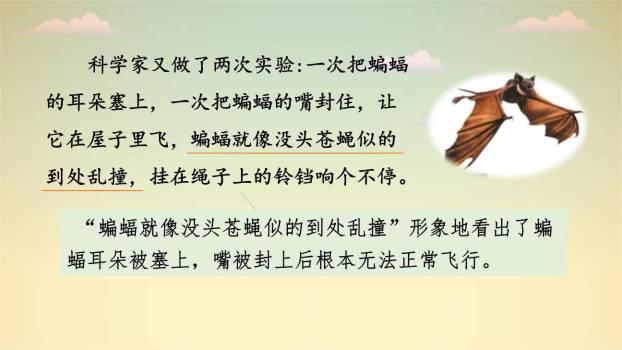 蝙蝠与雷达PPT课件56