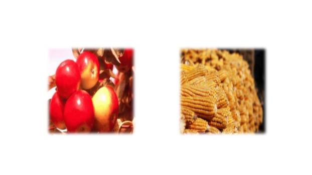 听听秋的声音PPT课件24