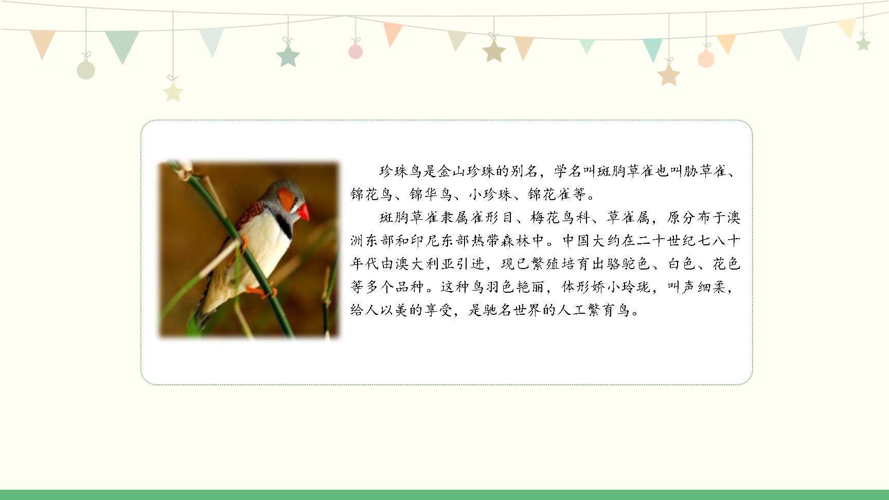 珍珠鸟PPT课件27