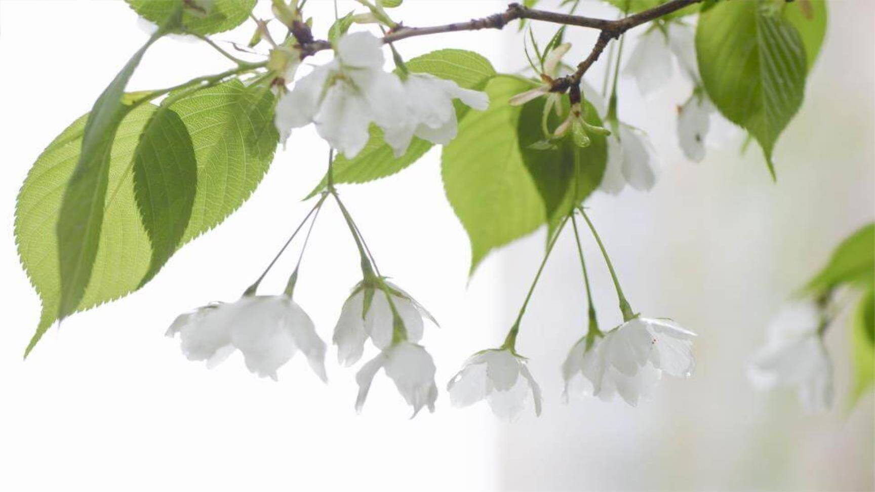 驿路梨花PPT课件46