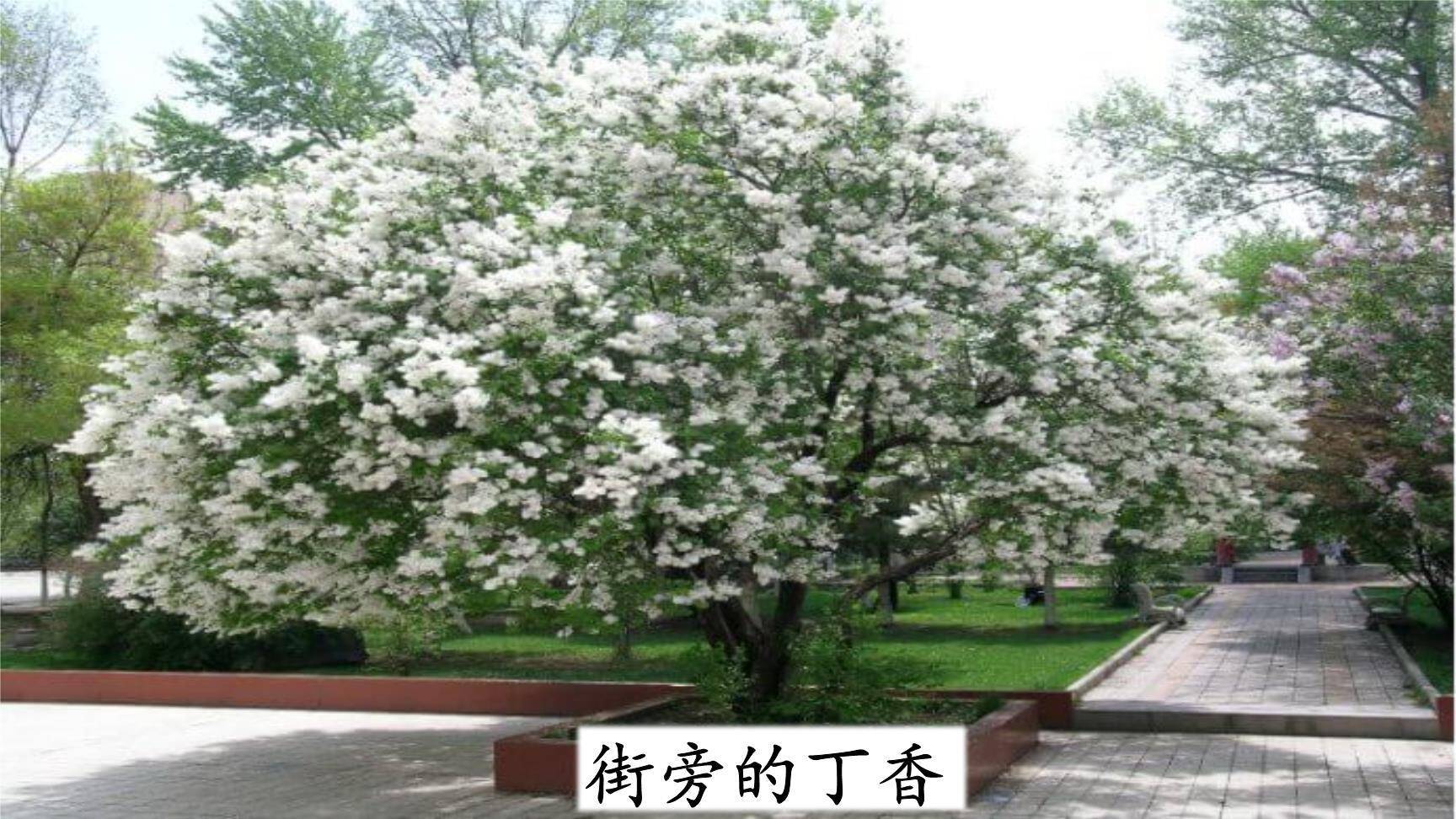 丁香结PPT课件69