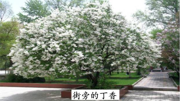 丁香结PPT课件69