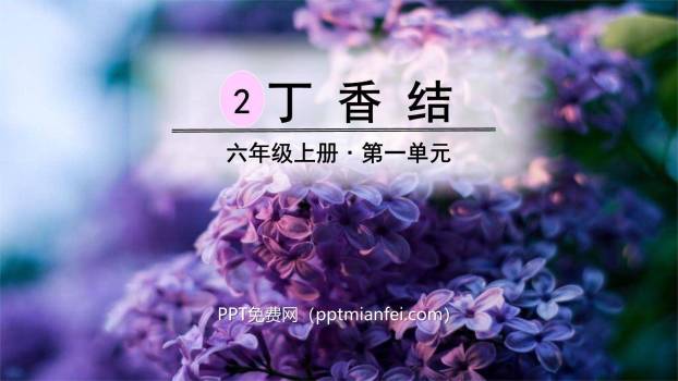 丁香结PPT课件60