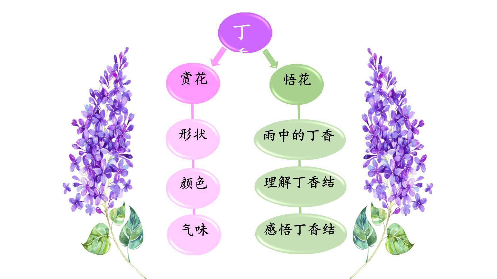 丁香结PPT课件67